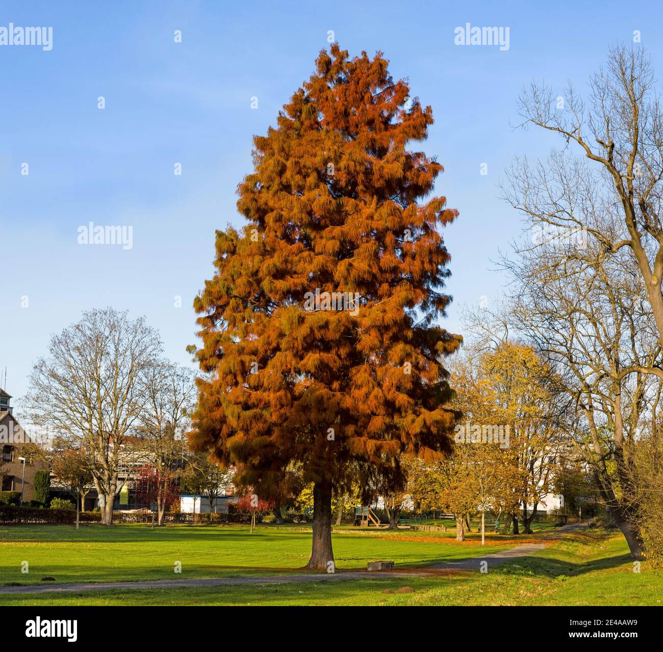 Larch tree (Larix), Neustadt am Rübengebirge, Lower Saxony Stock Photo
