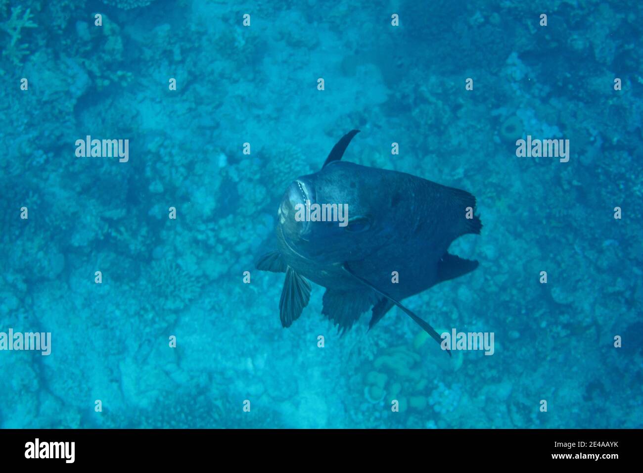 fish swims towards camera and showing teeth Stock Photo