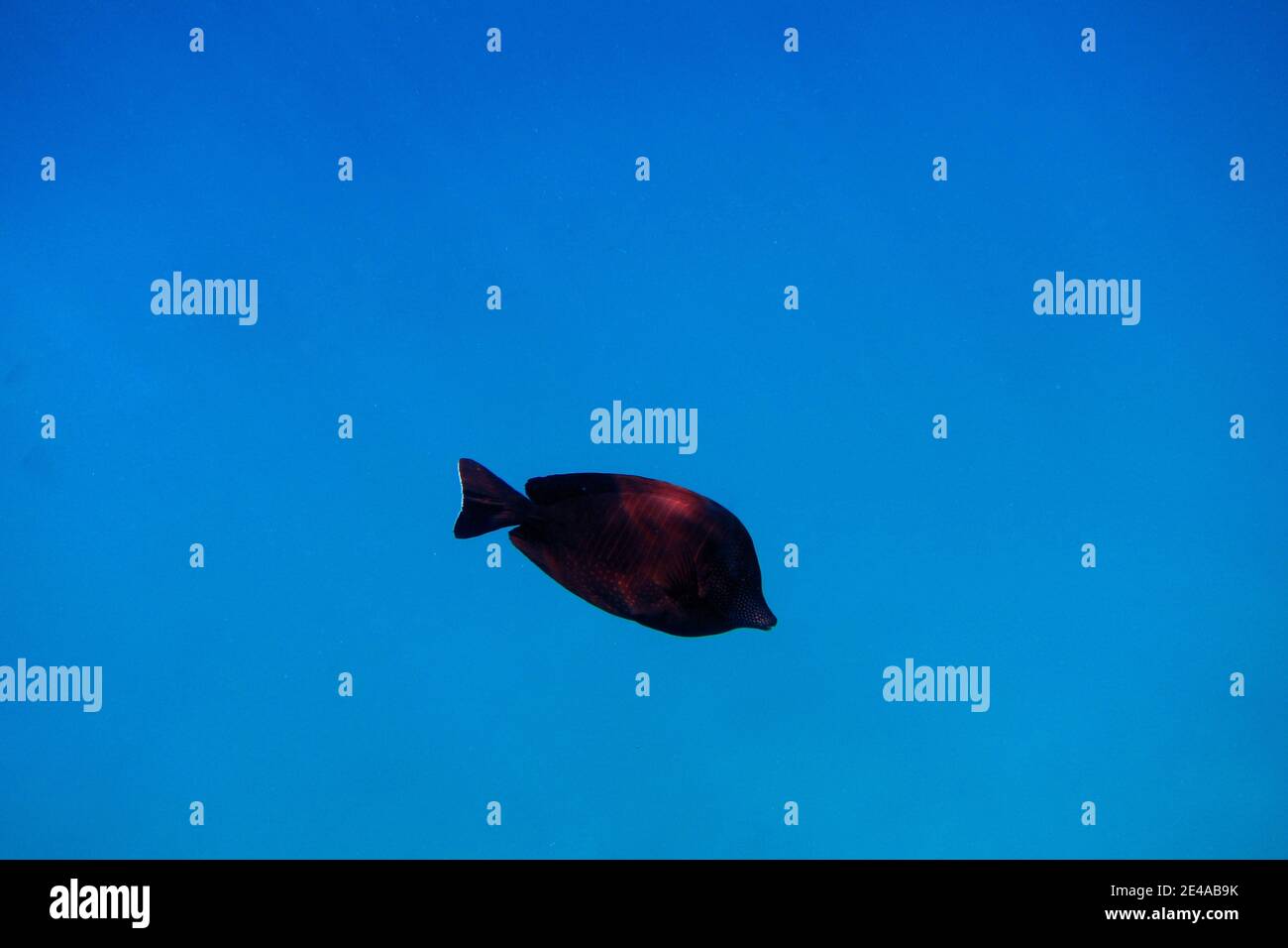 single fish in the blue sea water Stock Photo