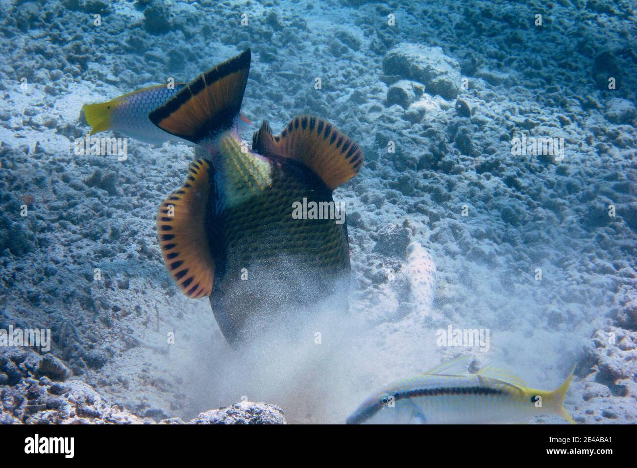 big green giant triggerfish digs in sandy seabed Stock Photo