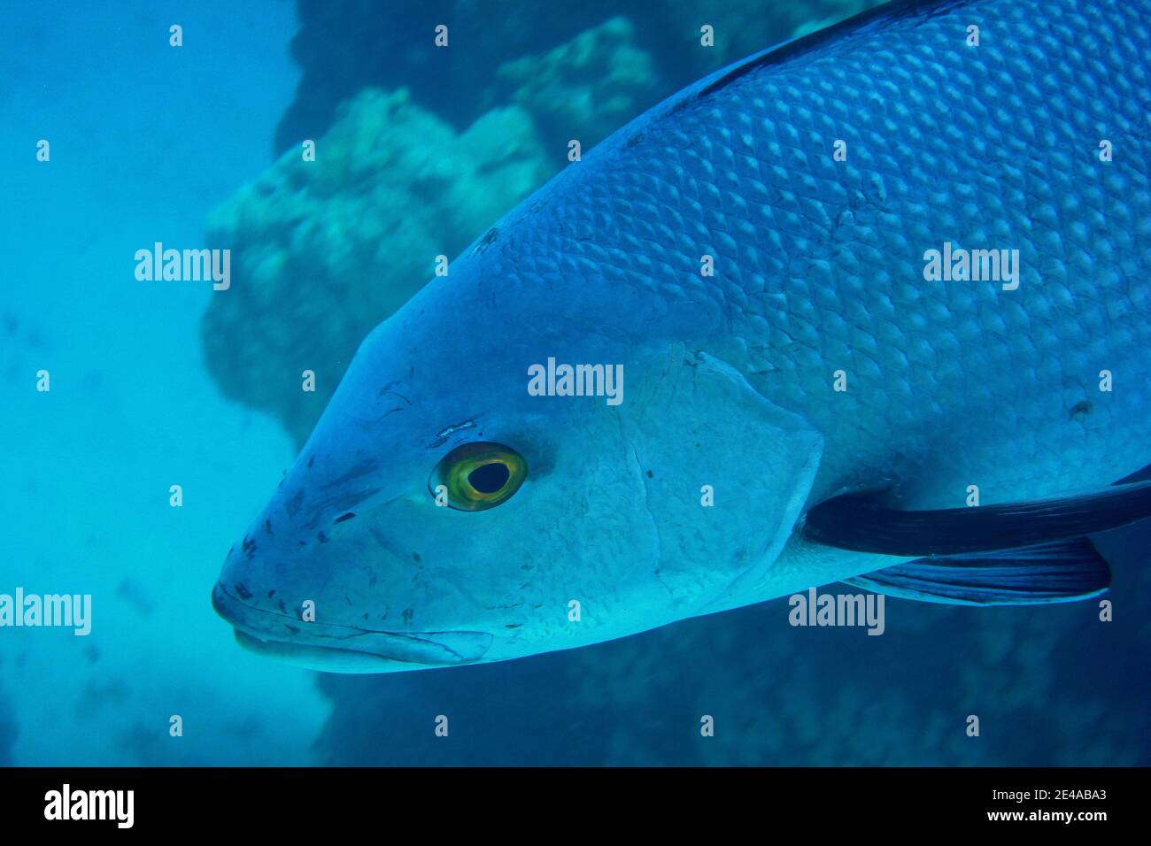 closeup of large silver fish view close Stock Photo