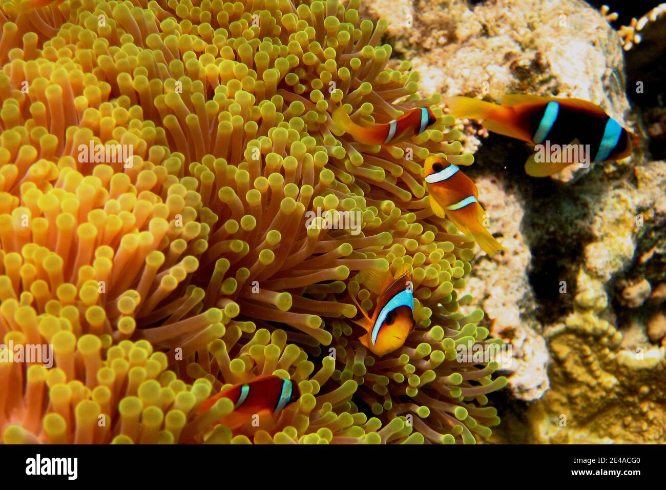 Sea anemone eating hi-res stock photography and images - Alamy