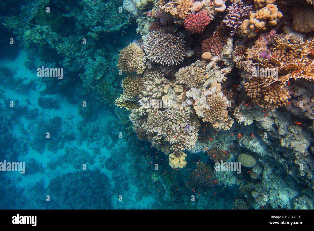colorful coral reef and wide deep in the blue sea Stock Photo - Alamy