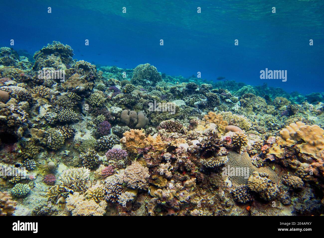 large colorful species-rich coral reef in the Red Sea Stock Photo