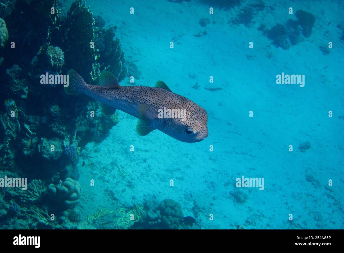 Hedgehog Fish swims in the blue sea in egypt Stock Photo