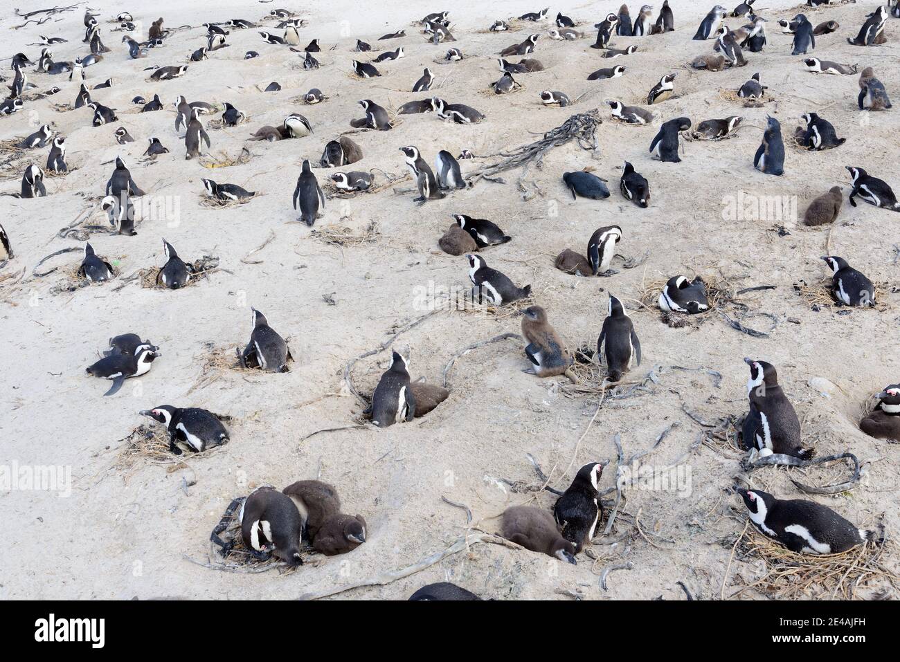Colony of African penguins (Spheniscus demersus) at the nesting site at the beach, Boulders Beach or Boulders Bay, Simons Town, South Africa, Indian Ocean Stock Photo