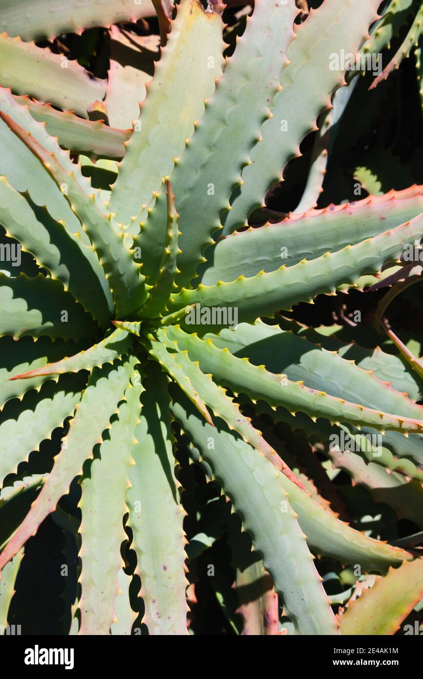 Close-up of an Aloe plant, Ile De La Pietra, l'Ile-Rousse, La Balagne, Haute-Corse, Corsica, France Stock Photo