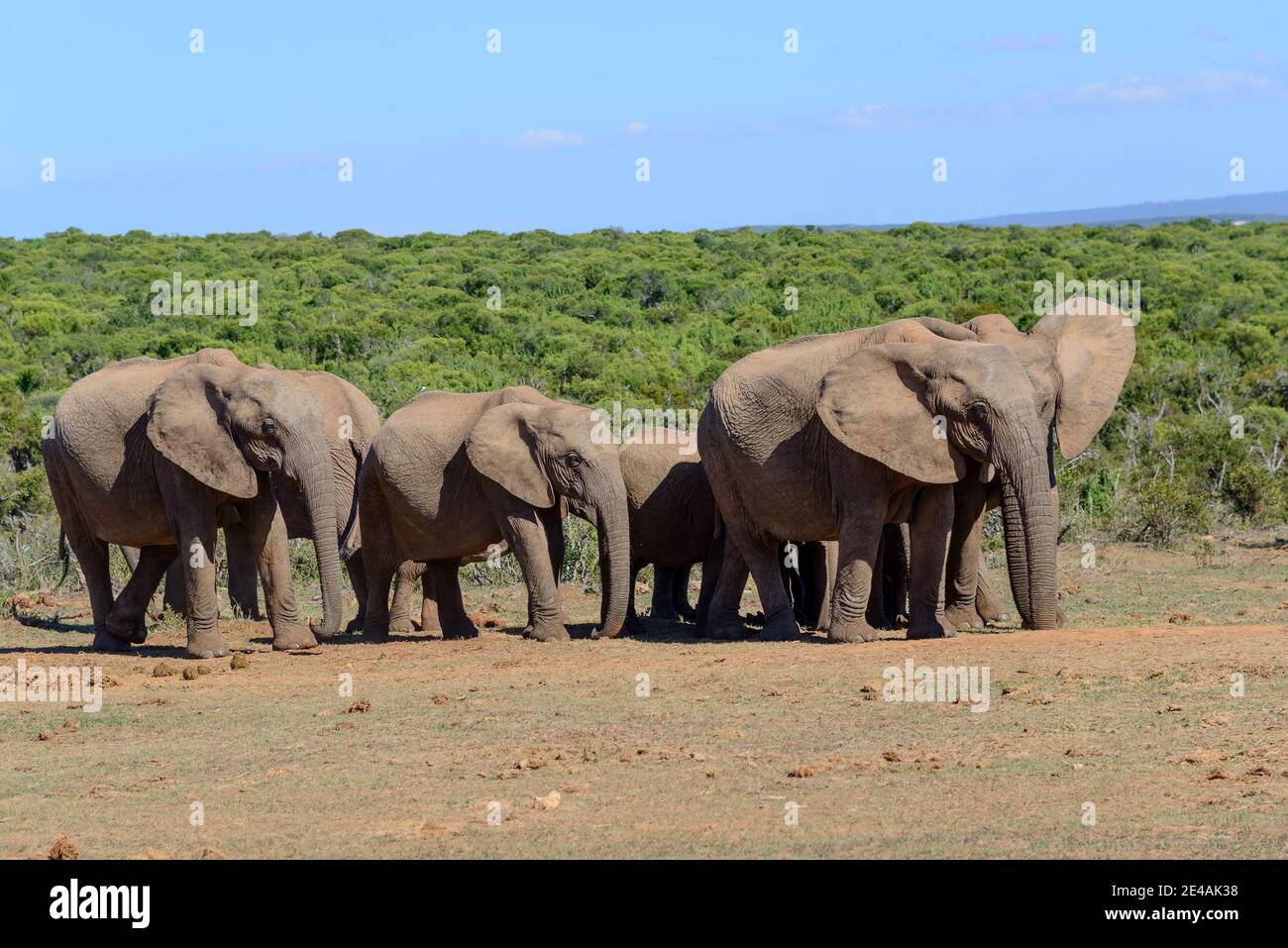 African steppe elephants in Addo National Park, Eastern Cape, South Africa Stock Photo