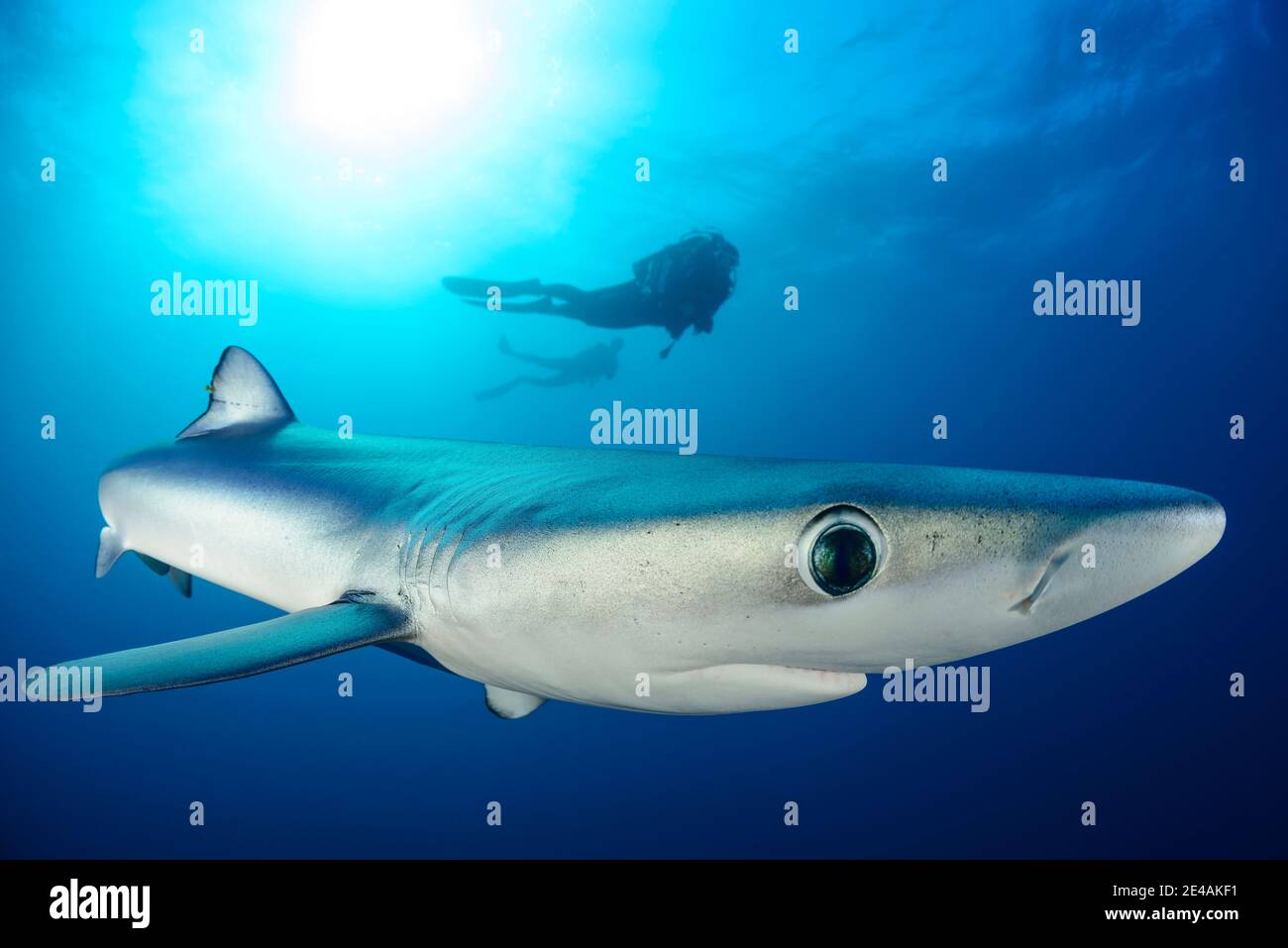 Blue shark (Prionace glauca) and diver, Cape of Good Hope, South Africa, offshore in the Atlantic Stock Photo