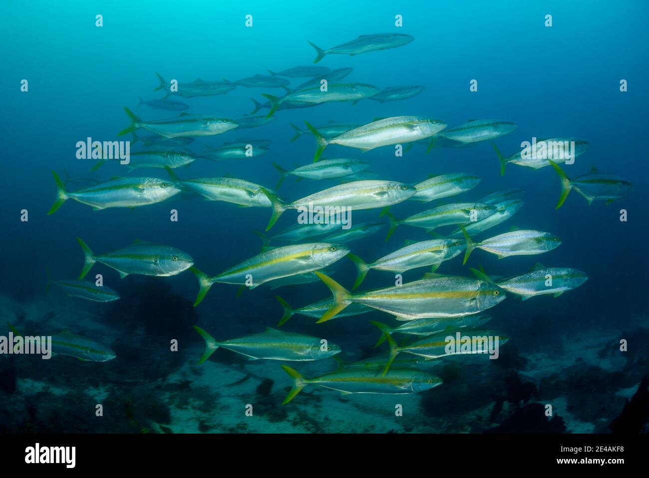 School of yellow-striped mackerel, yellow-striped seriola (Seriola lalandi), False Bay, Simons Town, South Africa, Indian Ocean Stock Photo