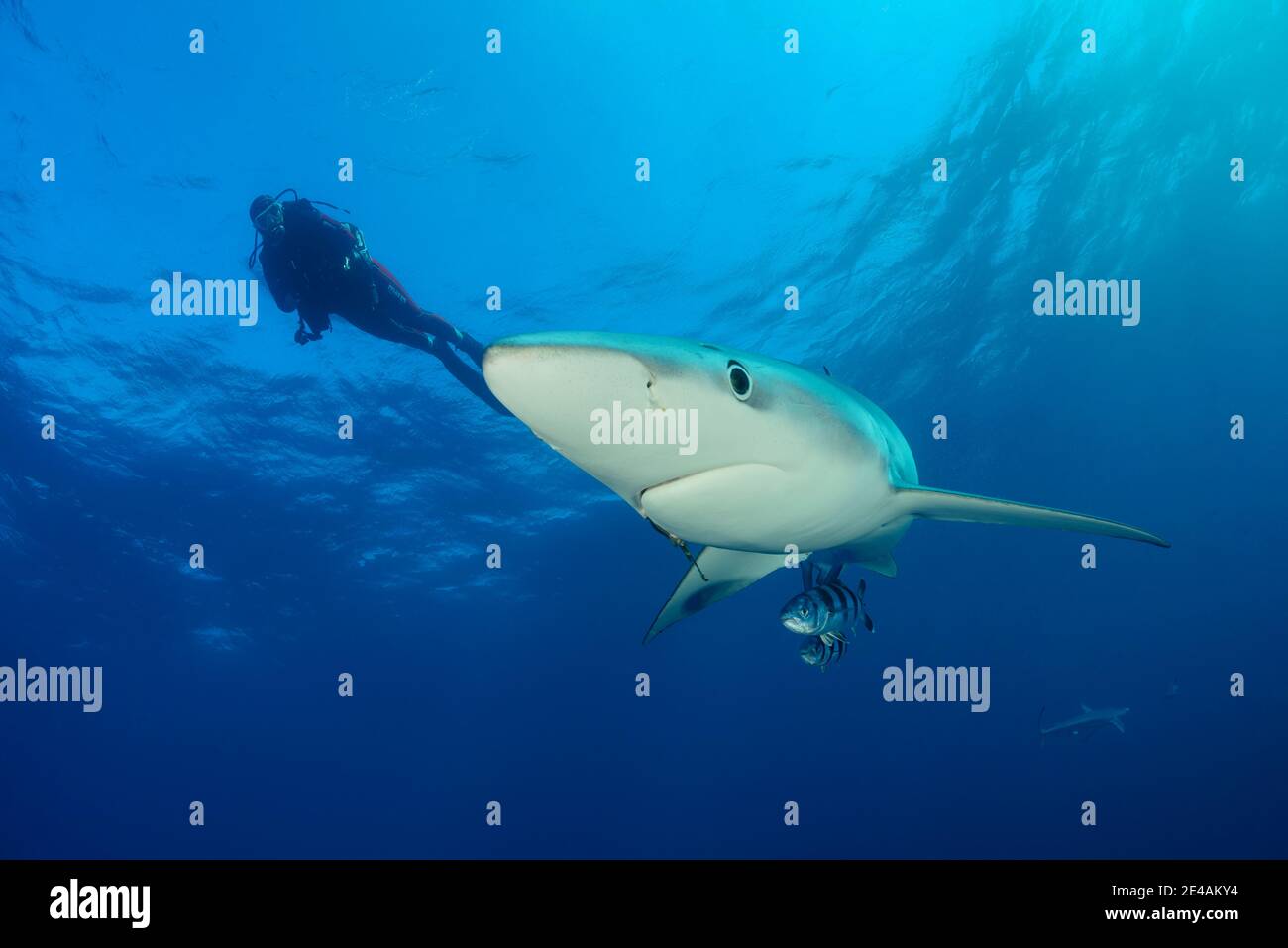 Blue shark (Prionace glauca) and diver, Cape of Good Hope, South Africa, offshore in the Atlantic Stock Photo