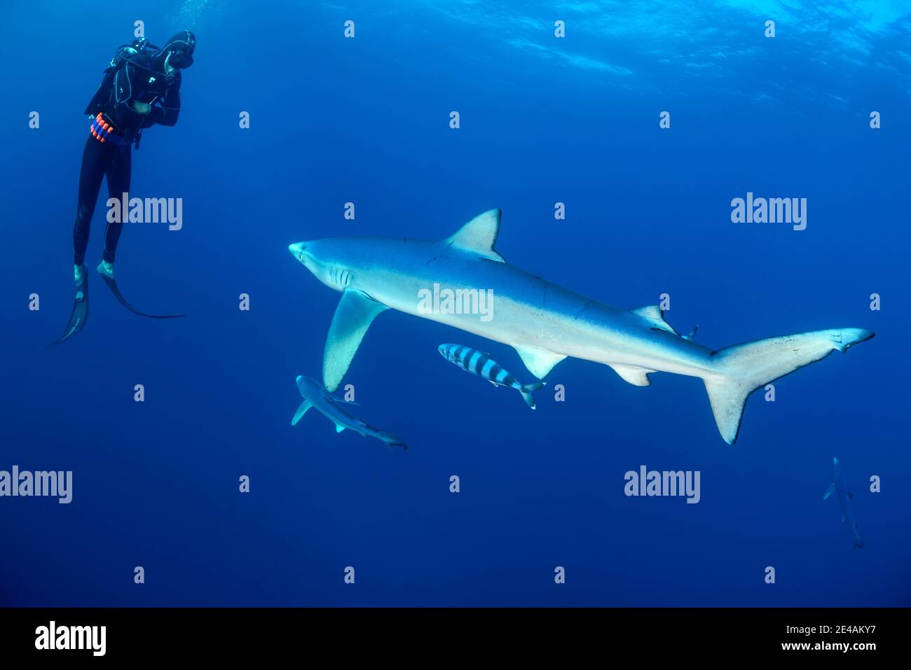 Blue shark (Prionace glauca) and diver, Cape of Good Hope, South Africa, offshore in the Atlantic Stock Photo