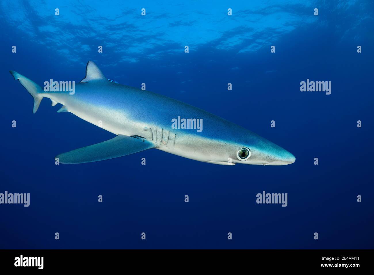Blue shark (Prionace glauca), Cape of Good Hope, South Africa, offshore in the Atlantic Stock Photo