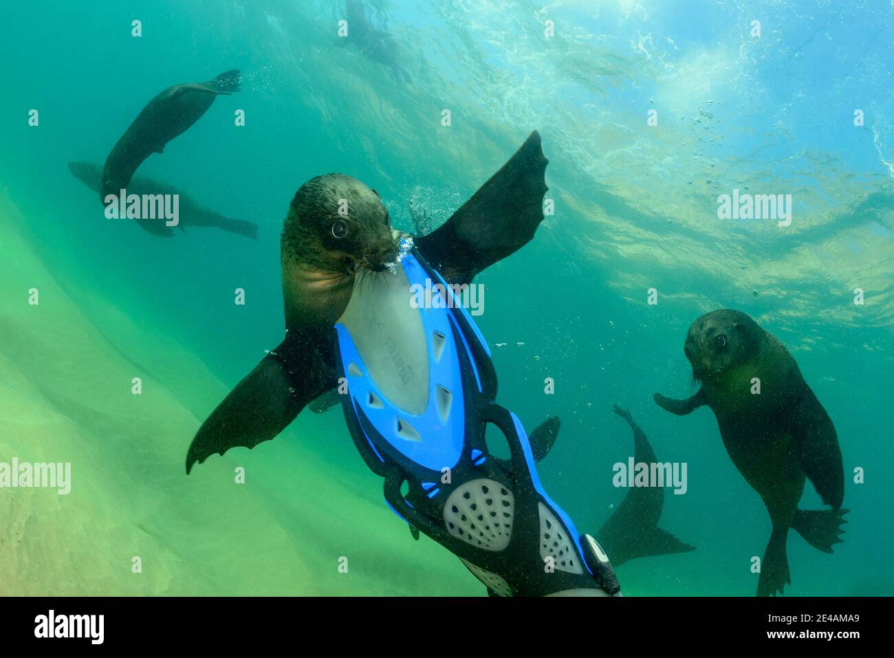 South African fur seal (Arctocephalus pusillus pusillus) bites the fin of a diver, Plettenberg Bay, South Africa, Indian Ocean Stock Photo