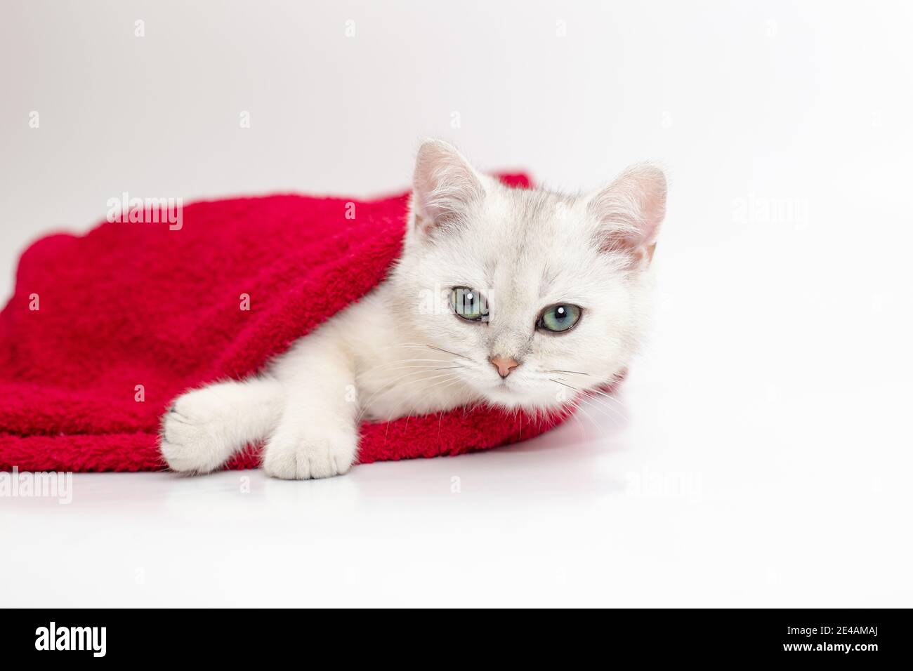 One white kitten lies in a red towel on a white background Stock Photo