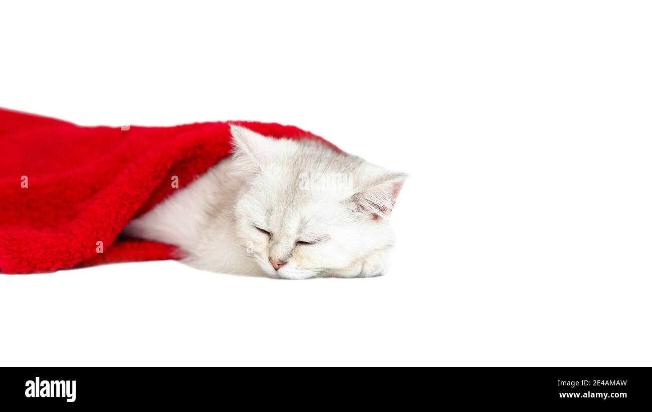 Small white kitten sleeping in a red towel on a white background Stock Photo