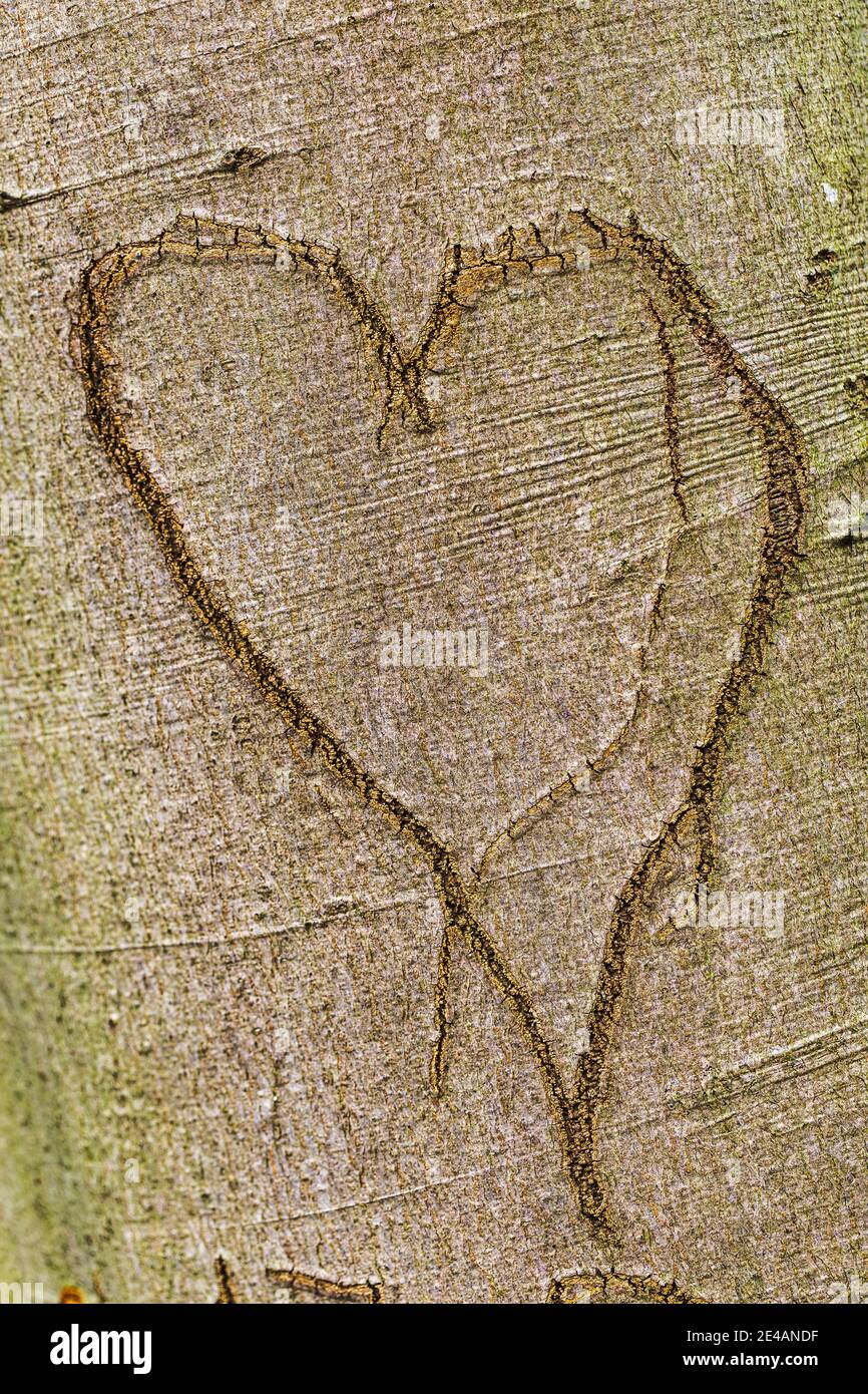 Carved heart on the surface of a beech tree (Fagus sylvatica), symbol, minimalist Stock Photo