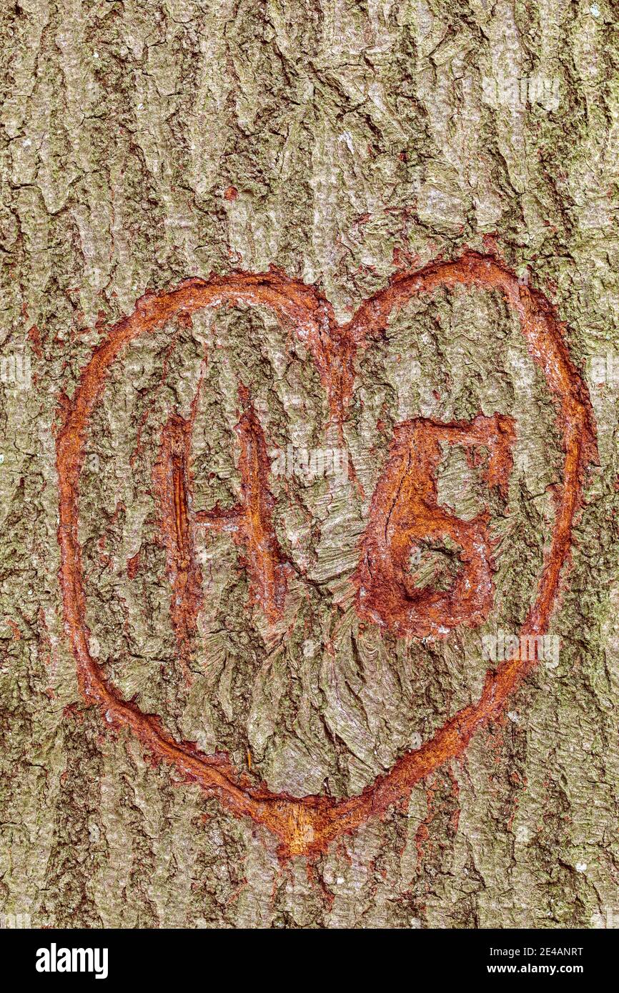 Letters carved into tree hi res stock photography and images Alamy