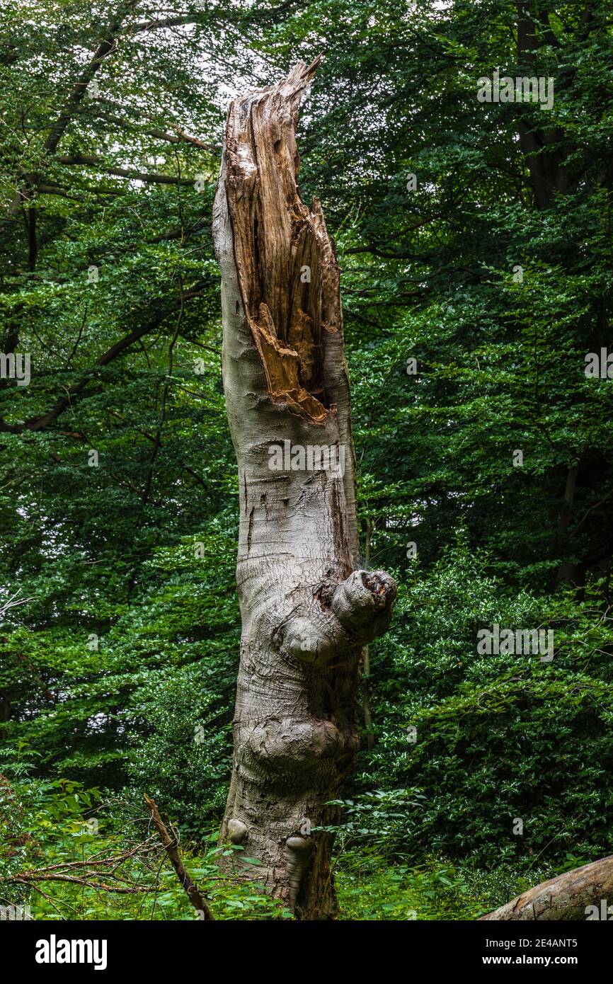 Beech tree damage hires stock photography and images Alamy