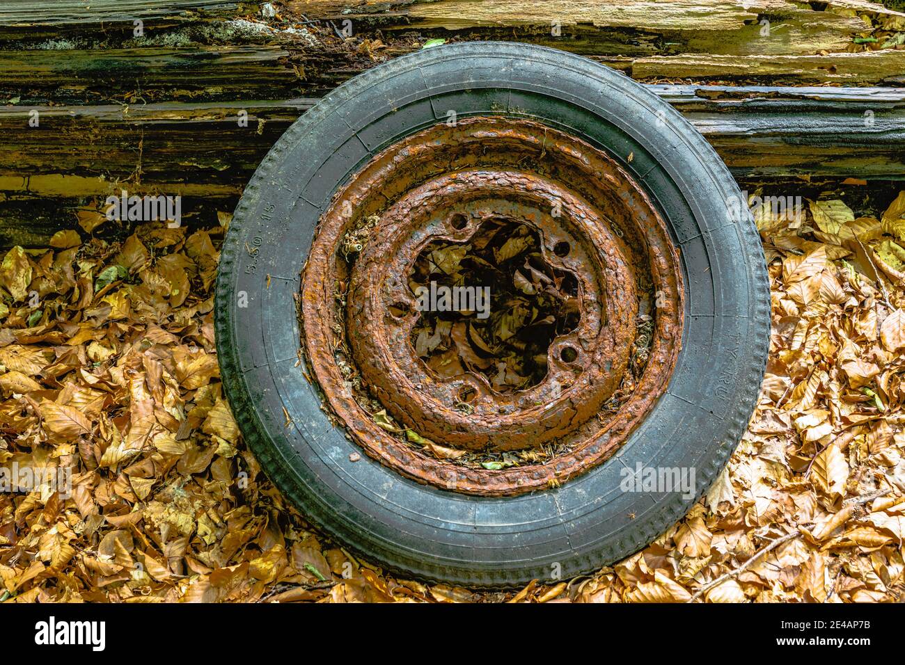 Old car tire dumped in the forest, environmental pollution Stock Photo