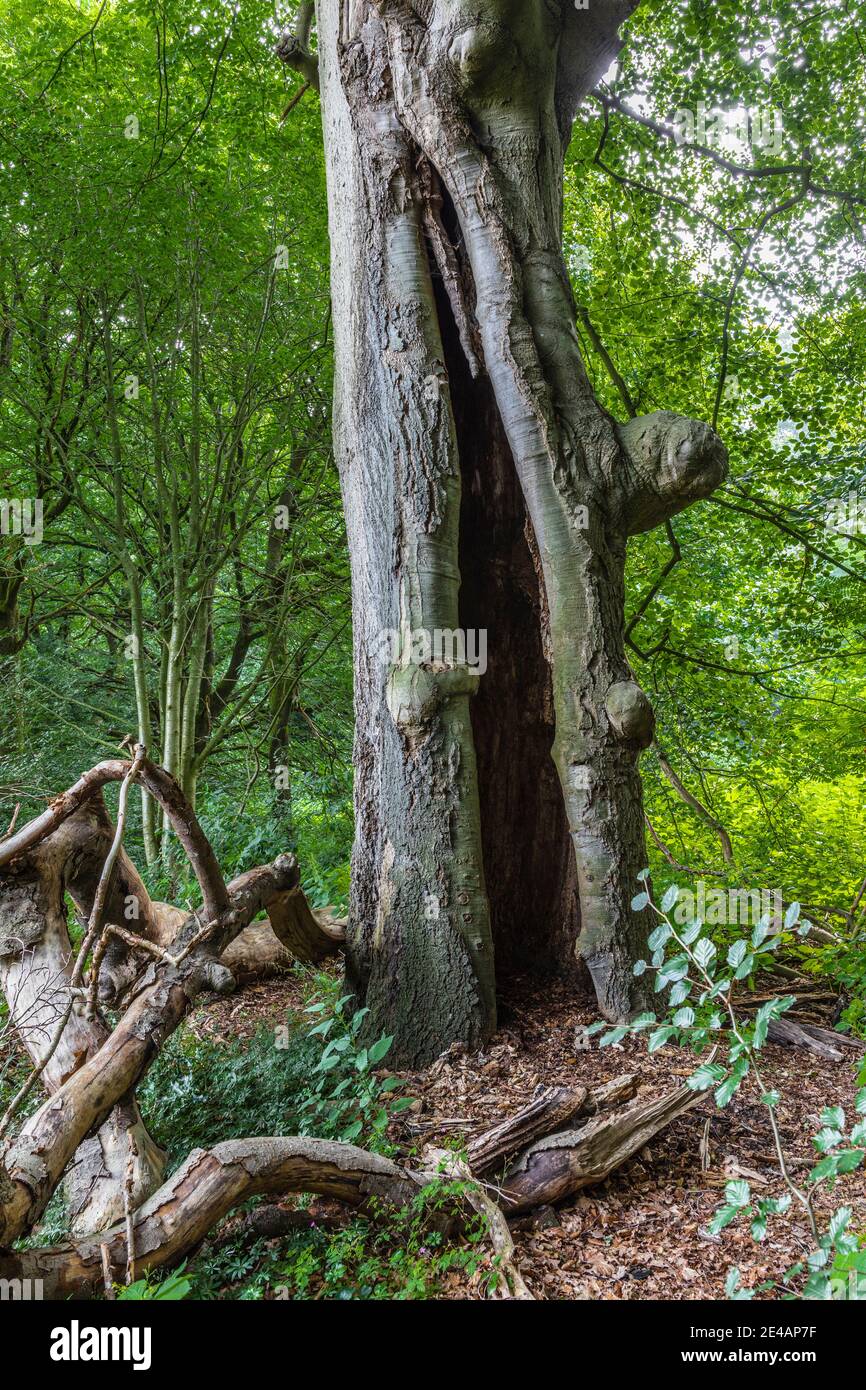 Dead tree, beech Stock Photo Alamy