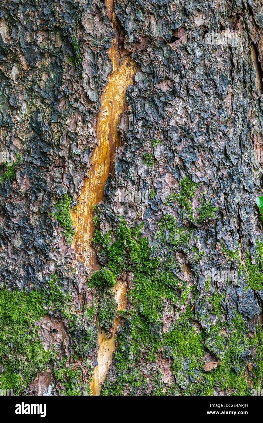 Close up moss pine hi res stock photography and images Alamy