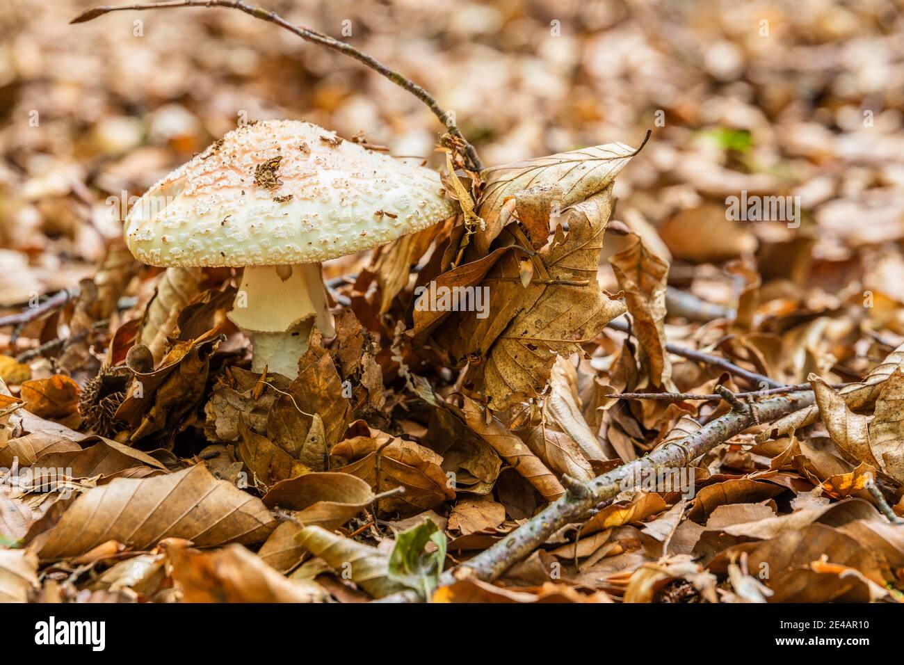 Common saffron umbrella or saffron giant umbrella mushroom
