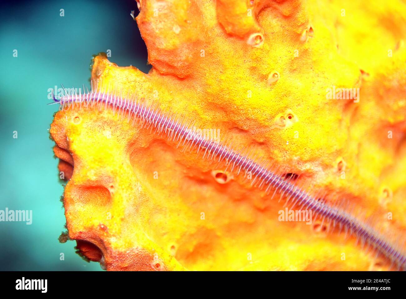 einzelner Arm eines Macrophiothrix nereidina - Schlangenstern auf einem organgefarbenem Schwamm Stock Photo