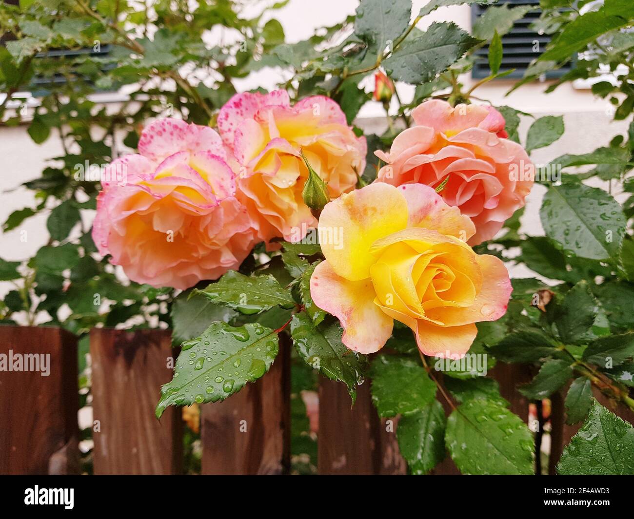 Yellow pink roses on the garden fence hires stock photography and images Alamy