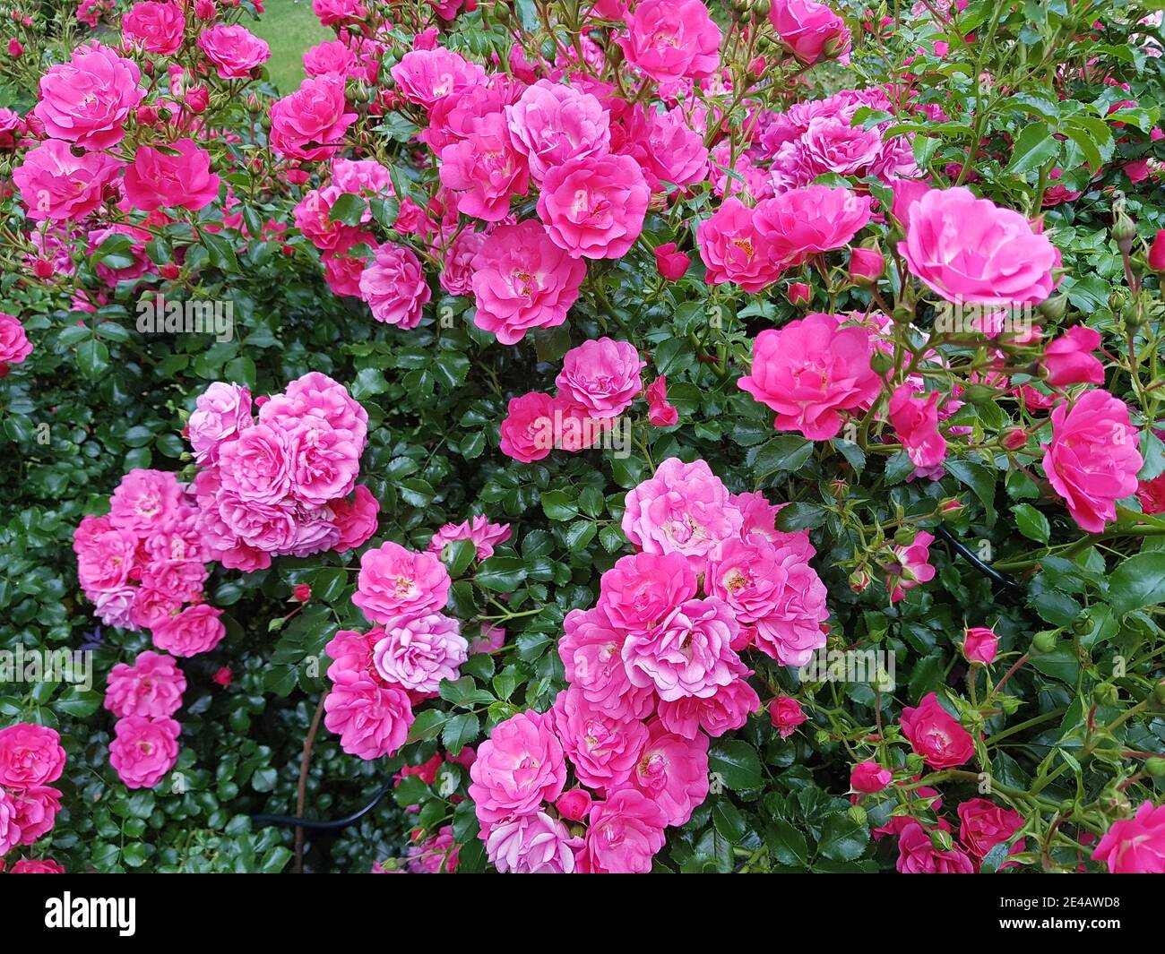 Rose bed hires stock photography and images Alamy