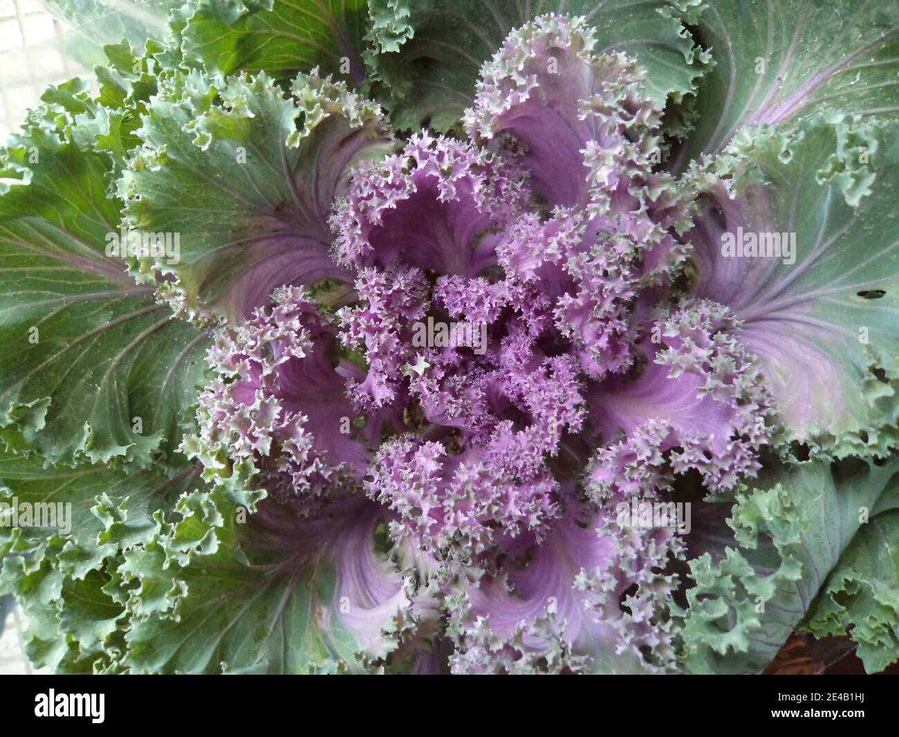 Wild Cabbage High Resolution Stock Photography and Images Alamy