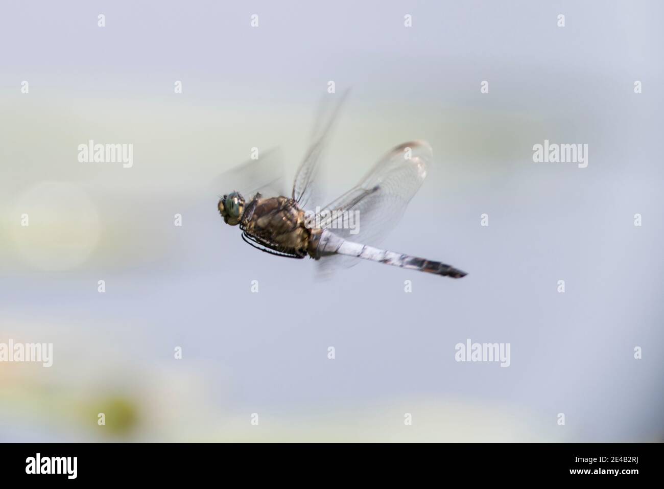 Light blue dragonfly in flight Stock Photo
