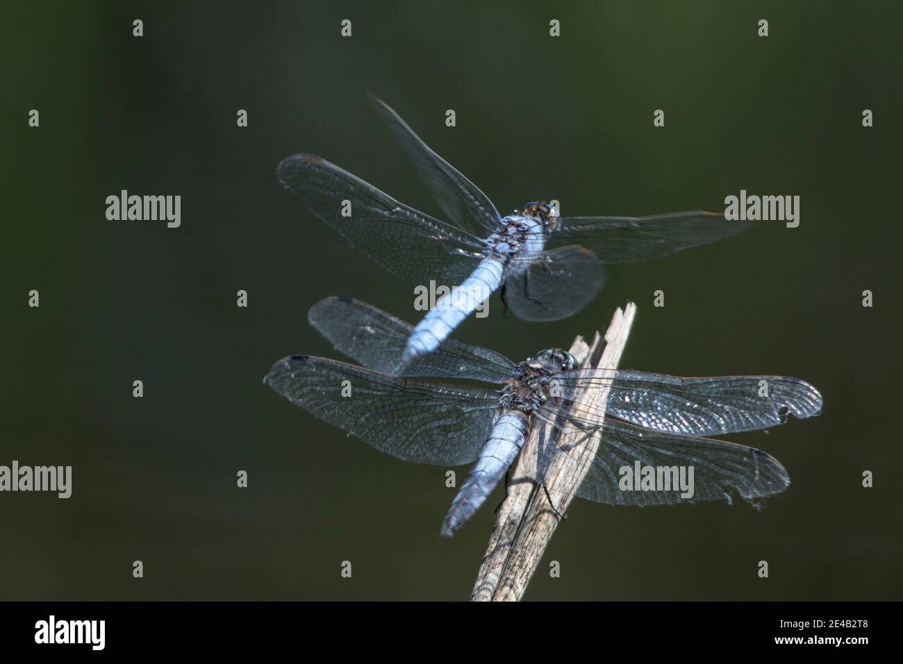 Light blue dragonfly in flight and on reeds Stock Photo