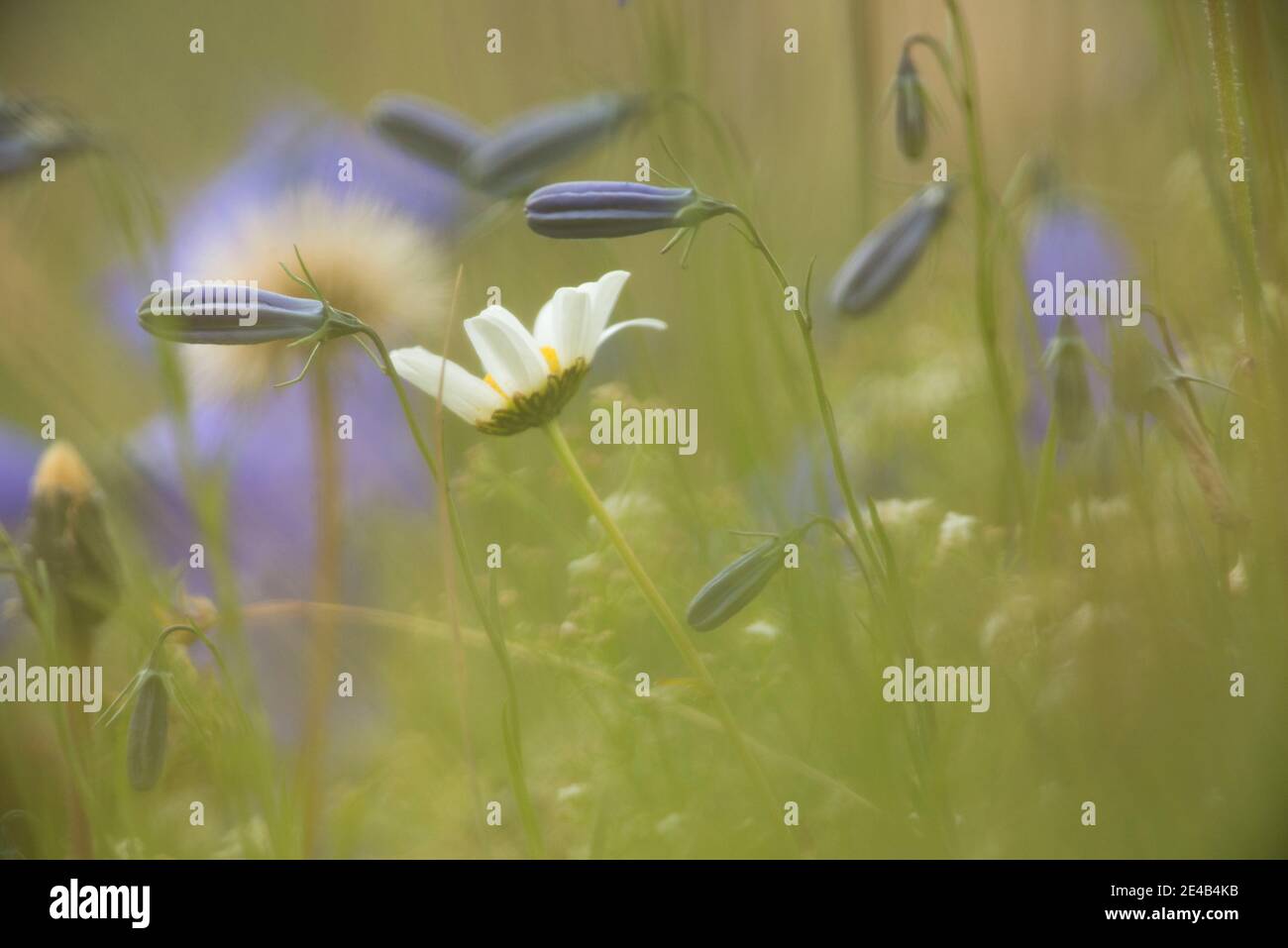 Flower meadow with daisy and bluebells, watercolor-like, little depth of field Stock Photo