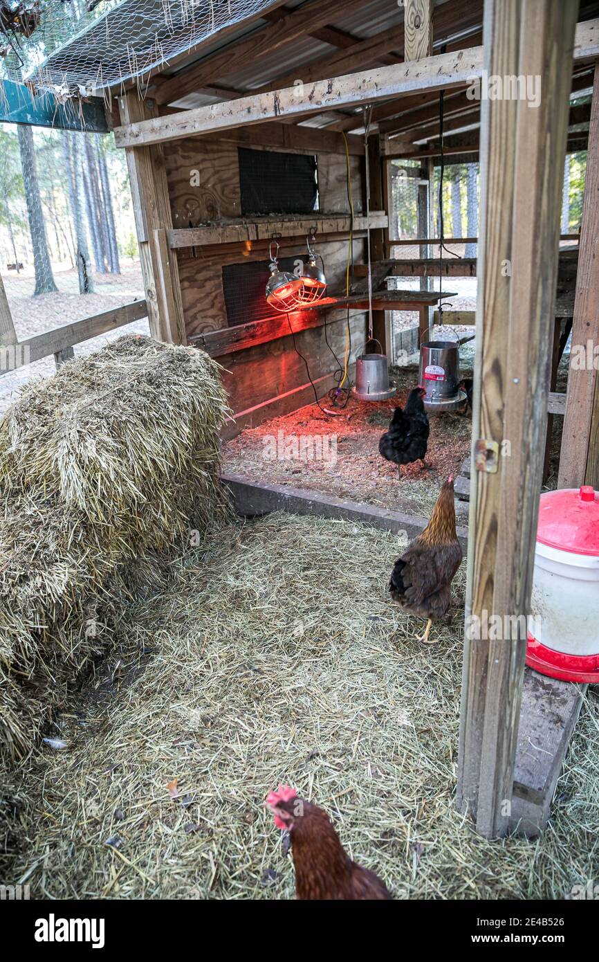 Inside Chicken Coop
