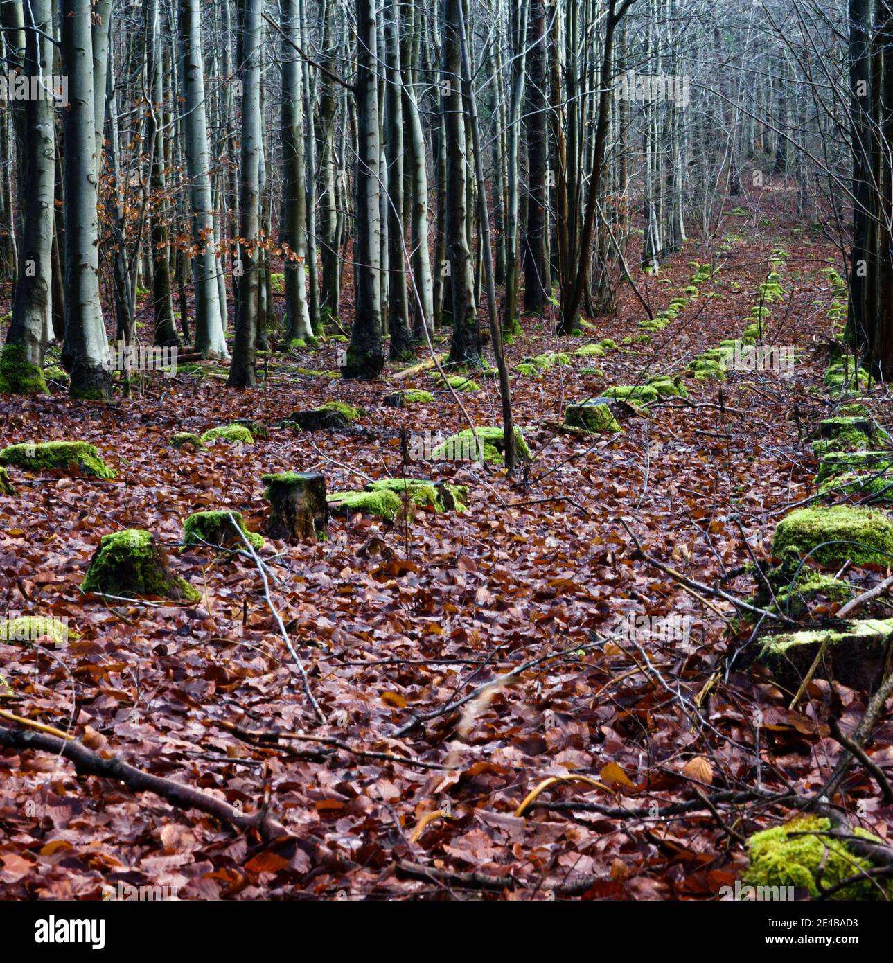 Winter landscape with rows of trees hi-res stock photography and images ...
