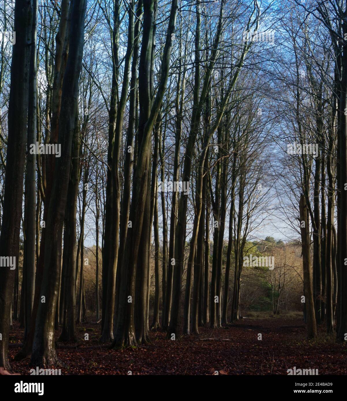 looking down a tall pine tree avenue in winter blue skies Stock Photo