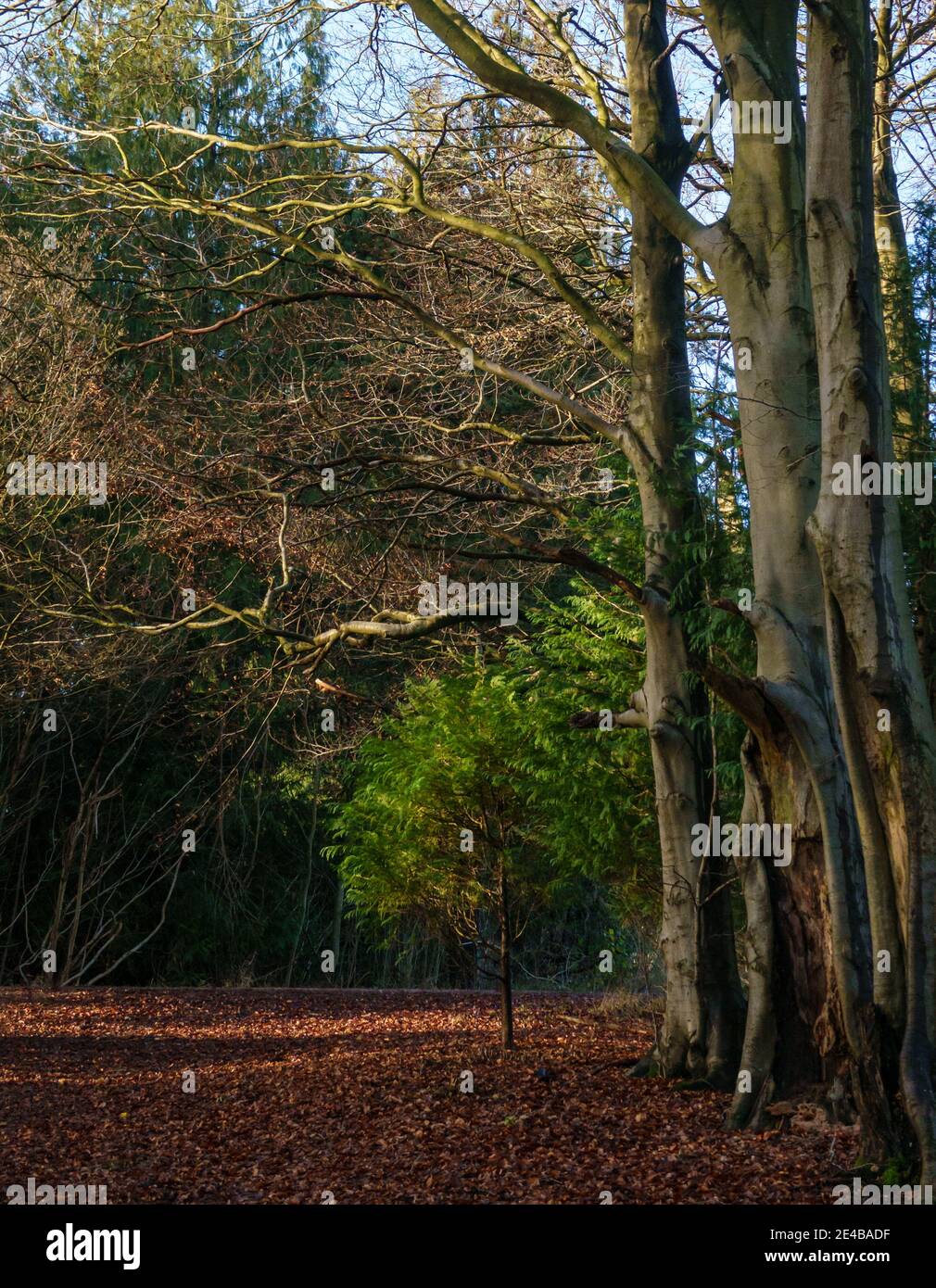 a row of trees with trunks split at the base Stock Photo - Alamy
