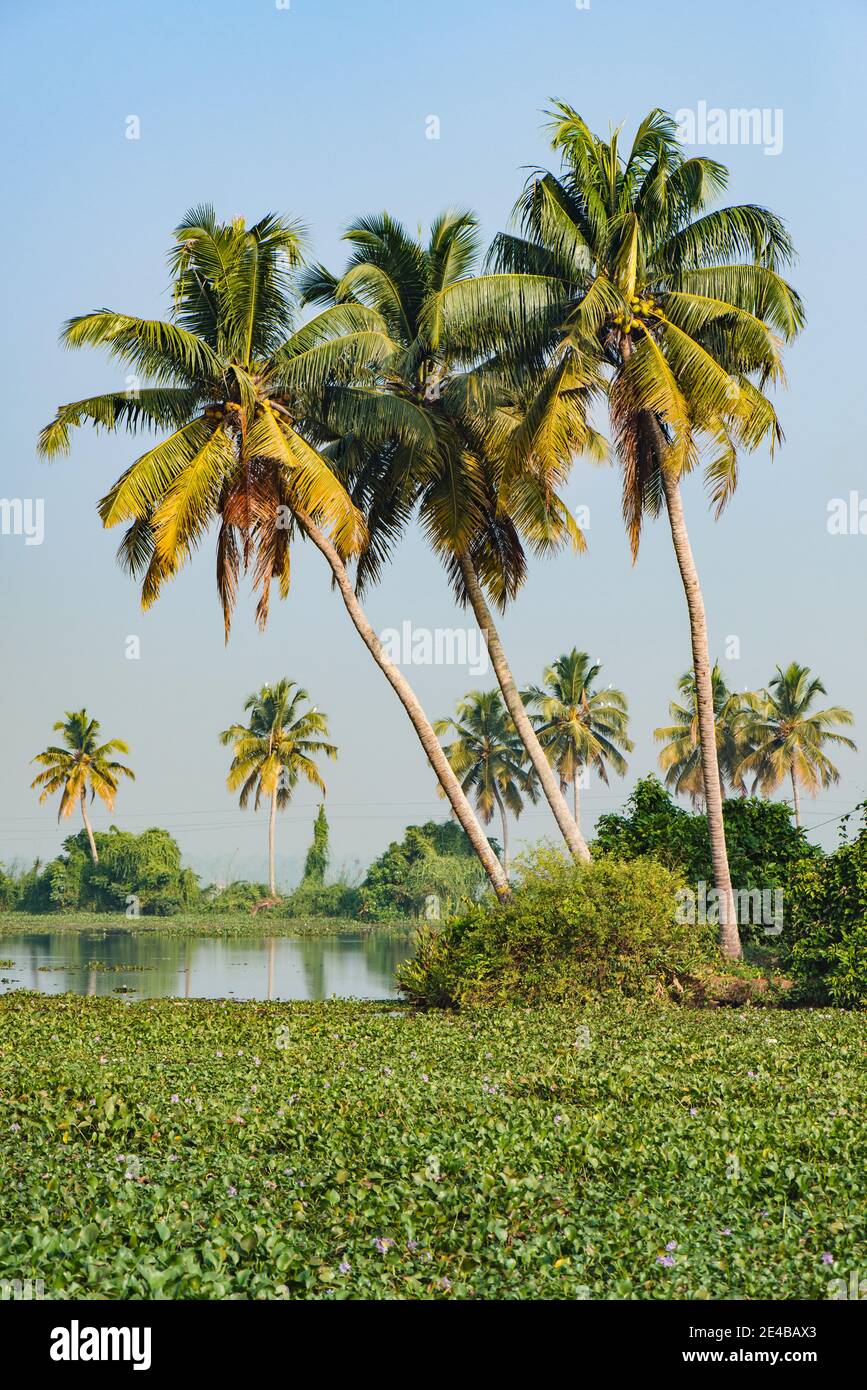 Big palm trees on Alleppey backwaters landscape, Kerala, India Stock
