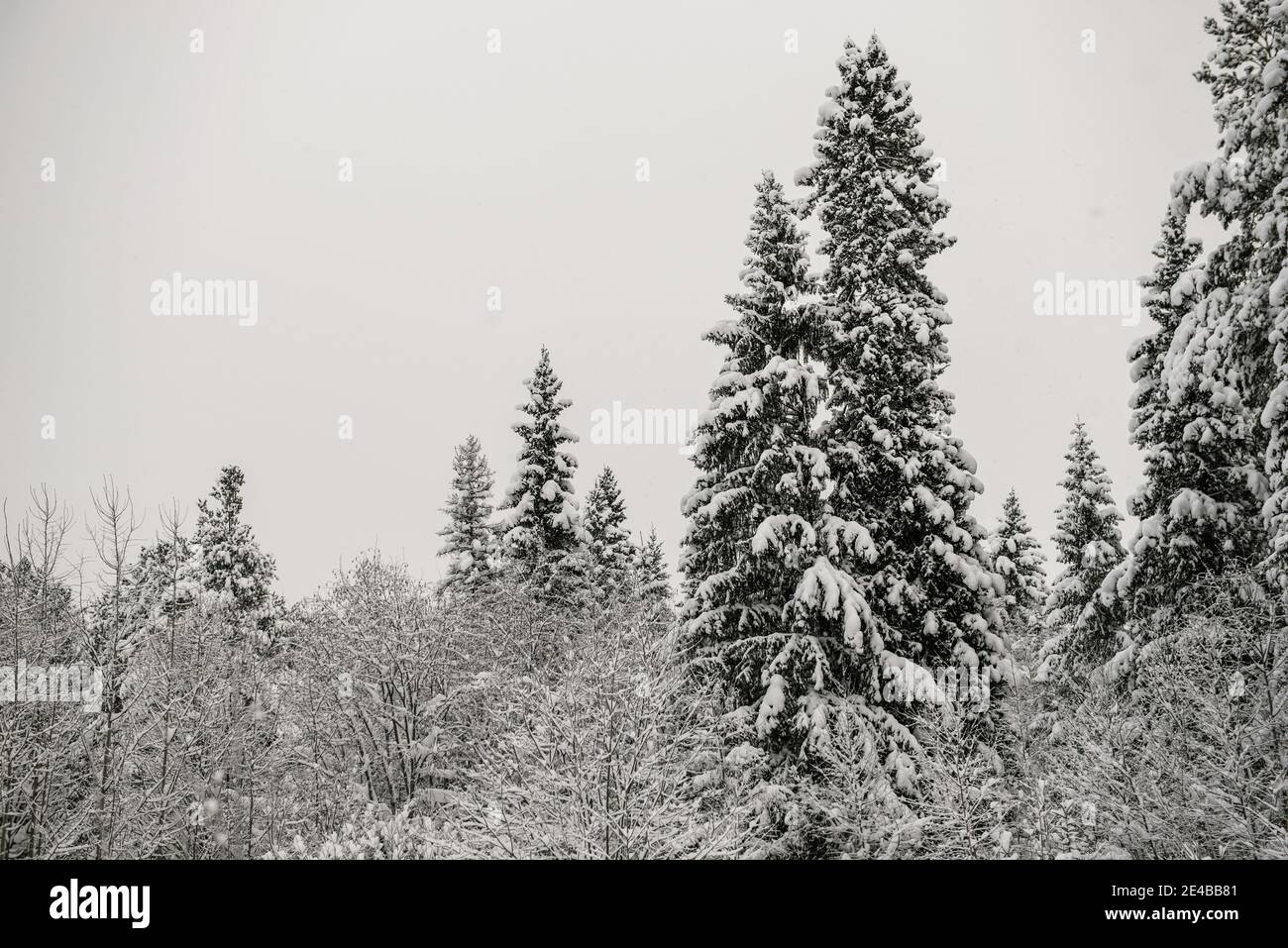 Snow-covered forest covered with a thick layer of snow Stock Photo - Alamy