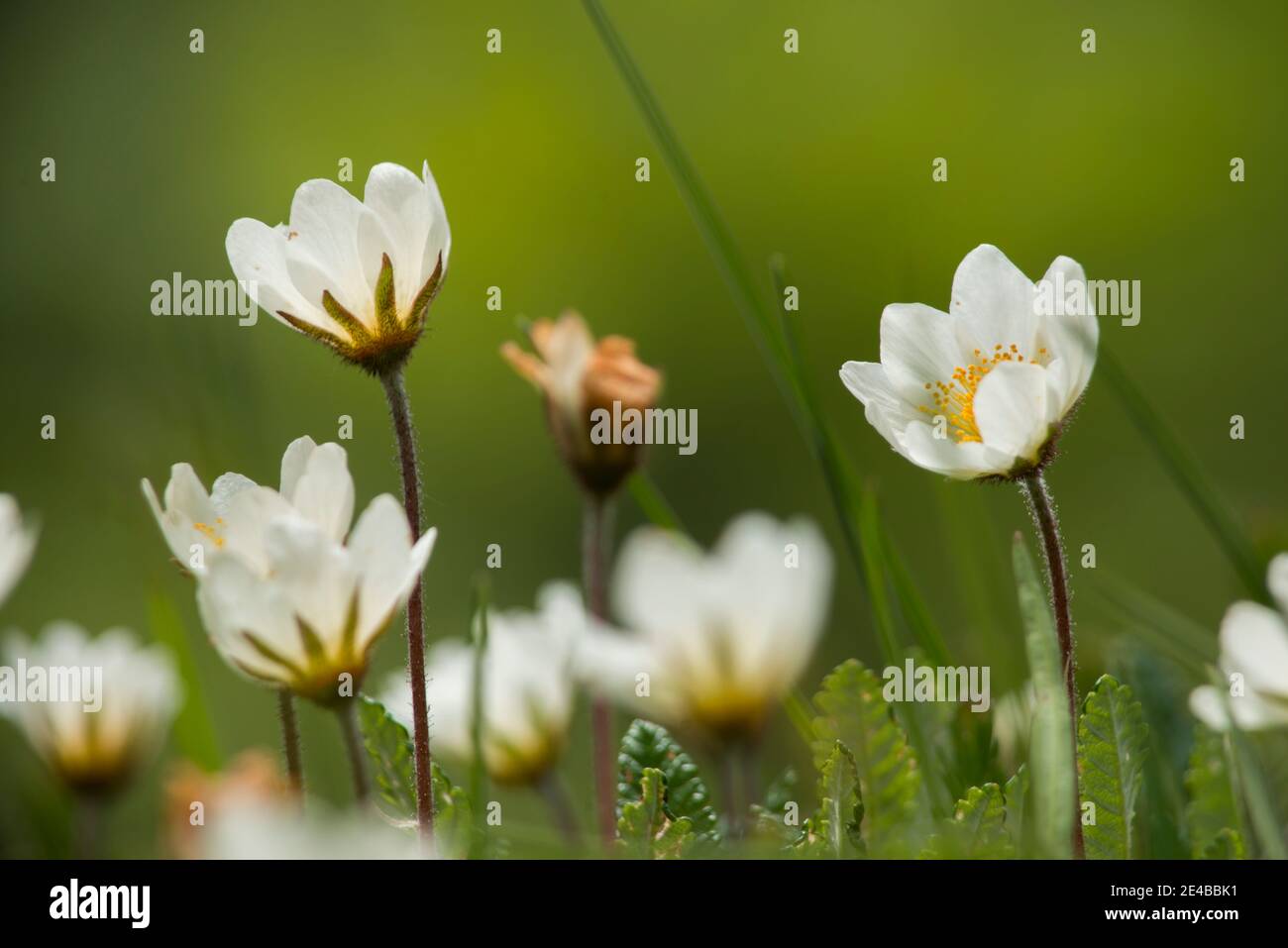 Alpine buttercup, white anemone-like flowers Stock Photo