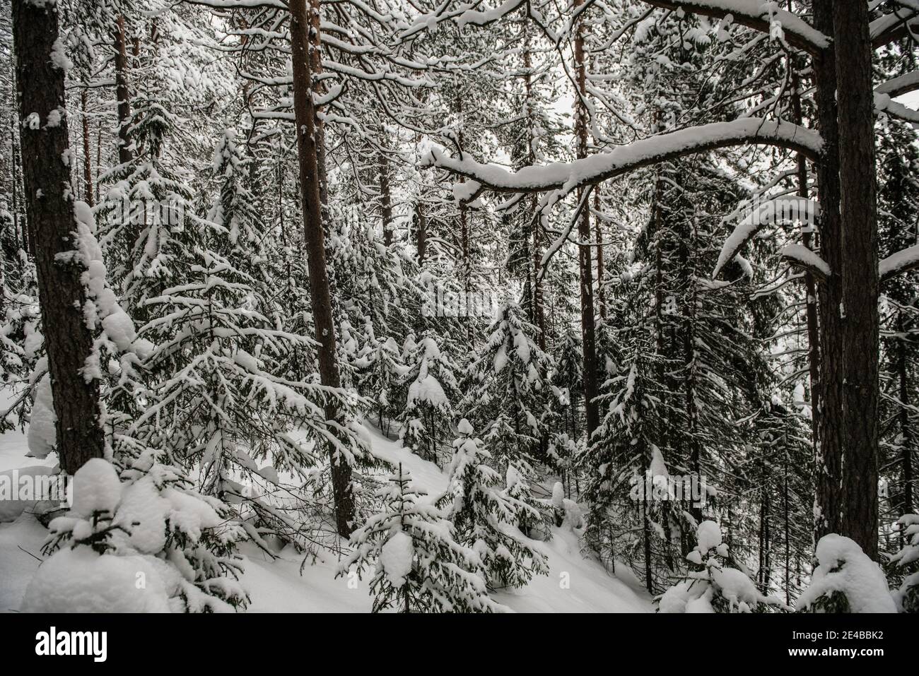 Snow-covered forest covered with a thick layer of snow Stock Photo - Alamy
