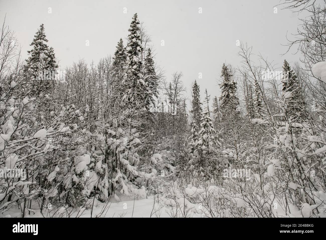 Snow-covered forest covered with a thick layer of snow Stock Photo - Alamy