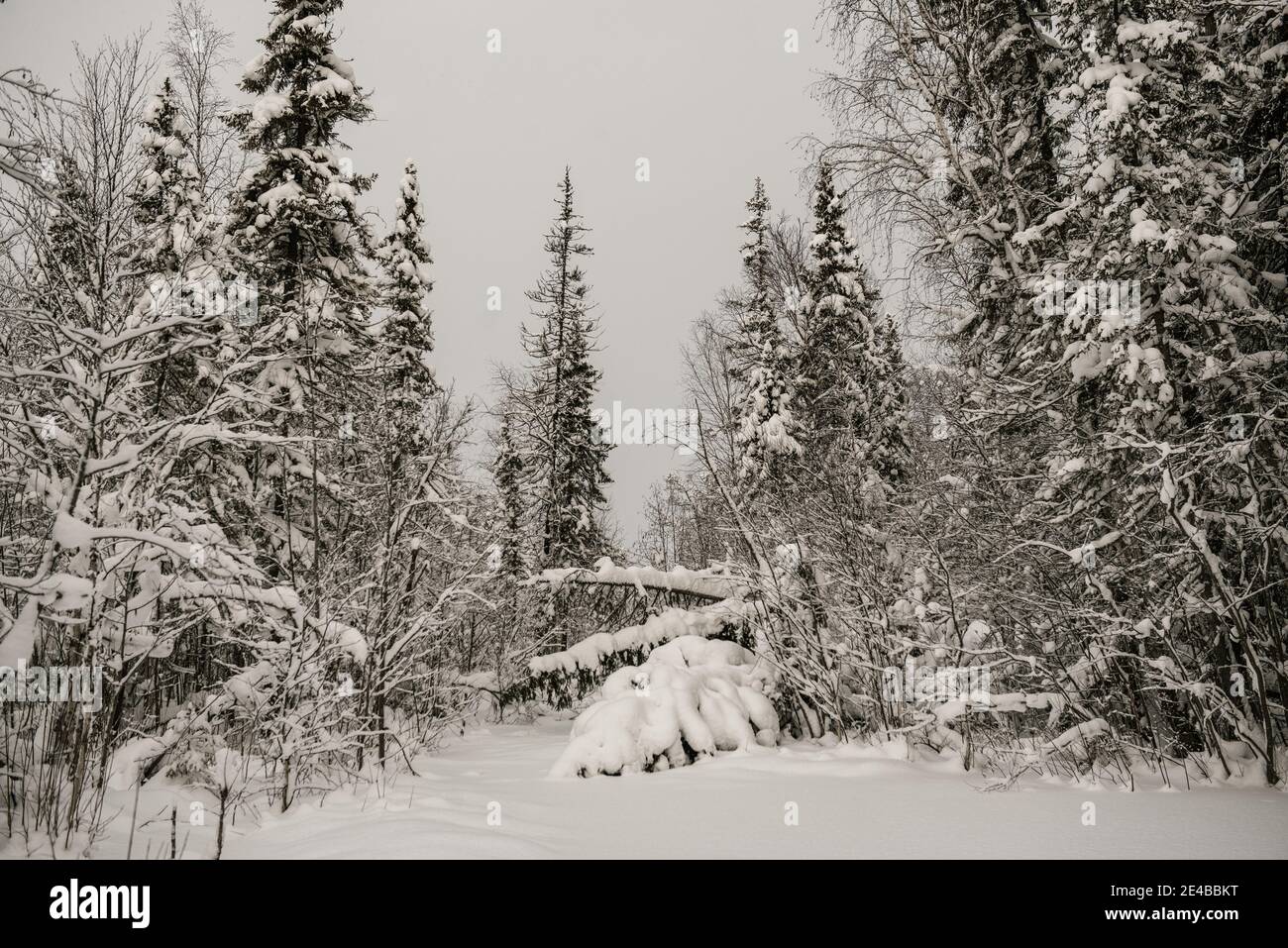 Snow-covered forest covered with a thick layer of snow Stock Photo - Alamy