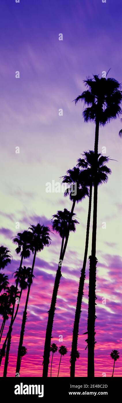 Silhouette of palm trees at sunrise, Santa Barbara, California, USA Stock Photo