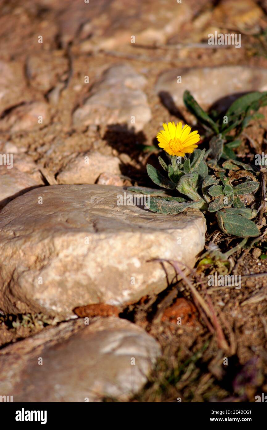 Image of a yellow flower of wild marigold (Calendula arvensis) next to some stones on a country road Stock Photo