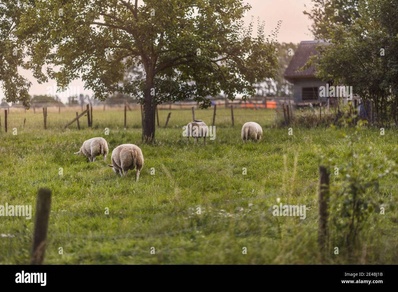 Rural scene of sheep grazing in the pasture Stock Photo - Alamy