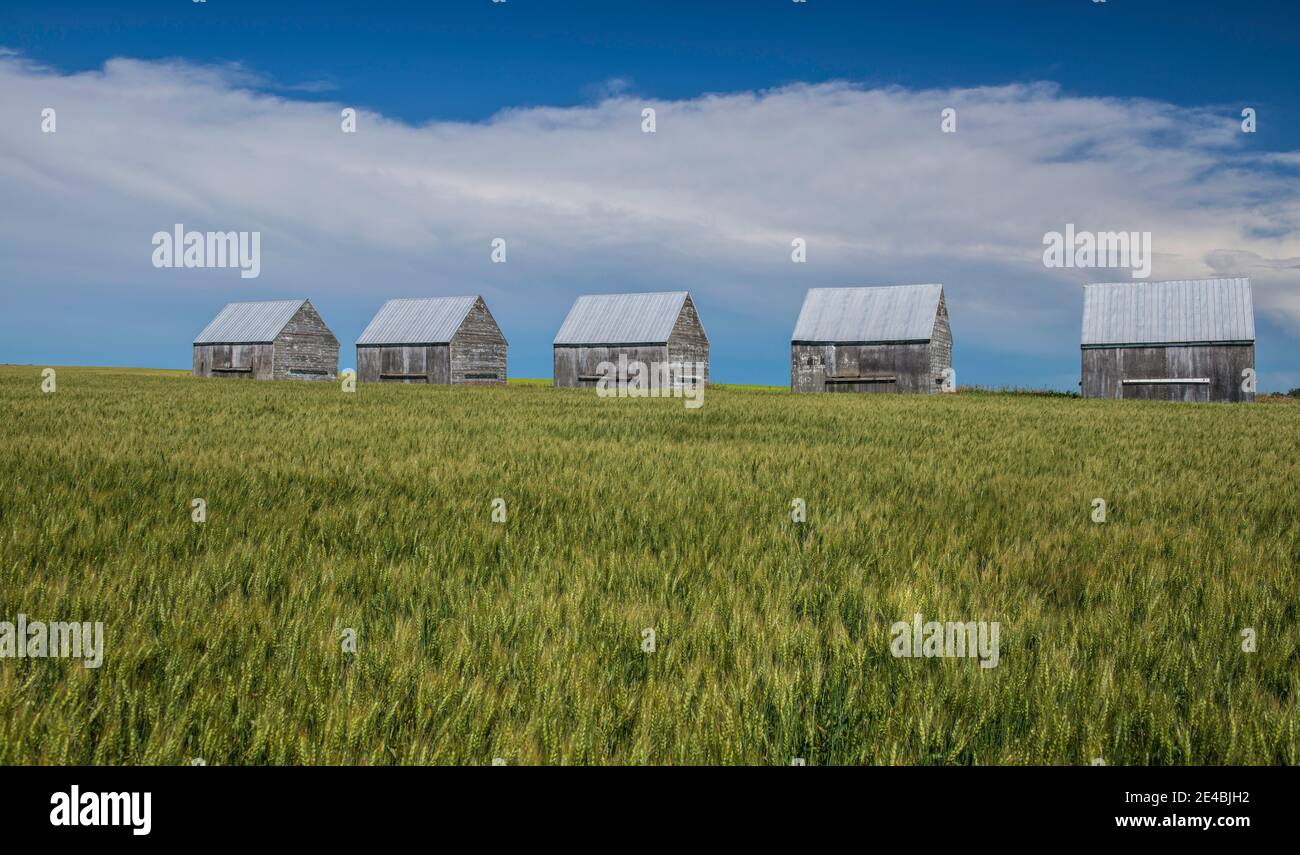 Five granaries on wheat field, Alberta, Canada Stock Photo