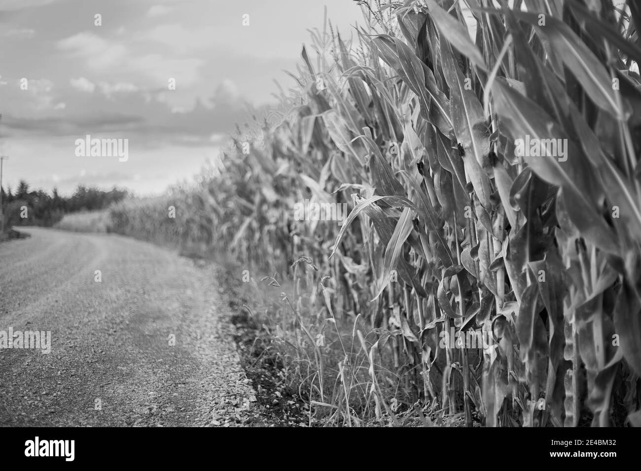Corn field in black and white Stock Photo Alamy