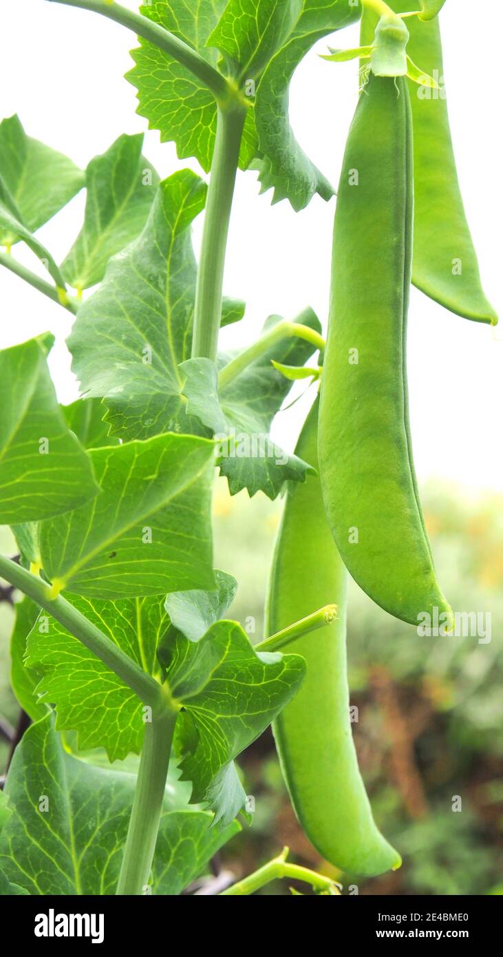 Flat peas on vine hires stock photography and images Alamy